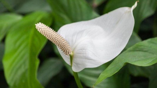 Las plantas que no necesitan sol