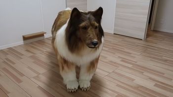 Lassie humano: gastó una fortuna para ser un perro y ahora causa furor en las redes