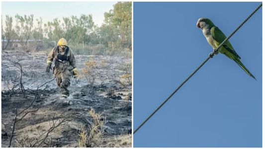 Un rayo impactó en un loro, se prendió fuego y desató un voraz incendio