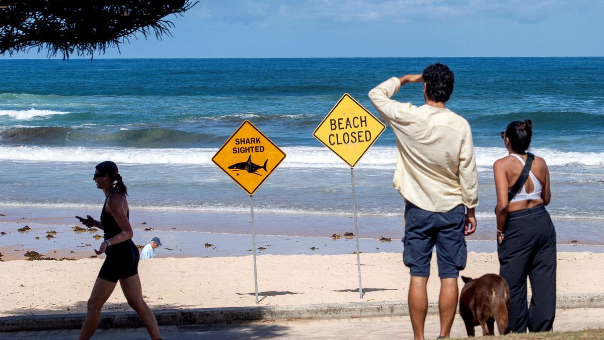 Avistaje de tiburones. Playa cerrada. Los carteles que se repiten en las costas de Australia. (Foto: Reuters) 