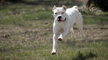Cuáles son las 17 razas de perros consideradas peligrosas y que sus dueños deberán registrar