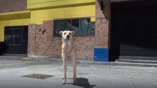 La historia de Arepita, el perro que lleva tres meses esperando a que el restaurante donde buscaba comida reabra sus puertas