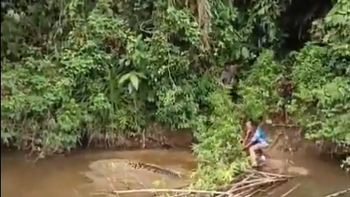 Un cocodrilo mató a una mujer mientras recolectaba almejas en el río