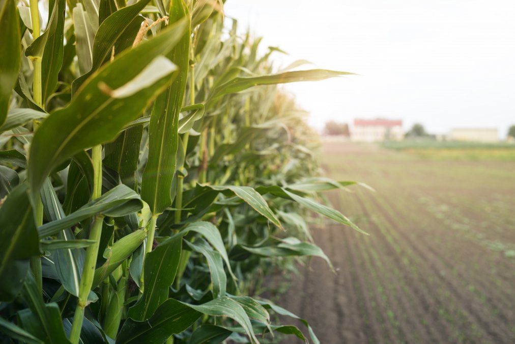 El maíz tendría una temporada clave; los productores agropecuarios van por la gramínea.&nbsp;