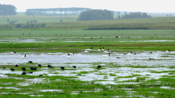 que dice el proyecto de ley de humedales que tuvo dictamen en la comision de ambiente de diputados