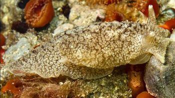 Alerta por la presencia de una babosa tóxica mata perros en la Costa Atlántica: ¿de qué se trata?