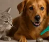Pulgas y garrapatas en perros y gatos: cómo prevenirlas y qué señales mirar