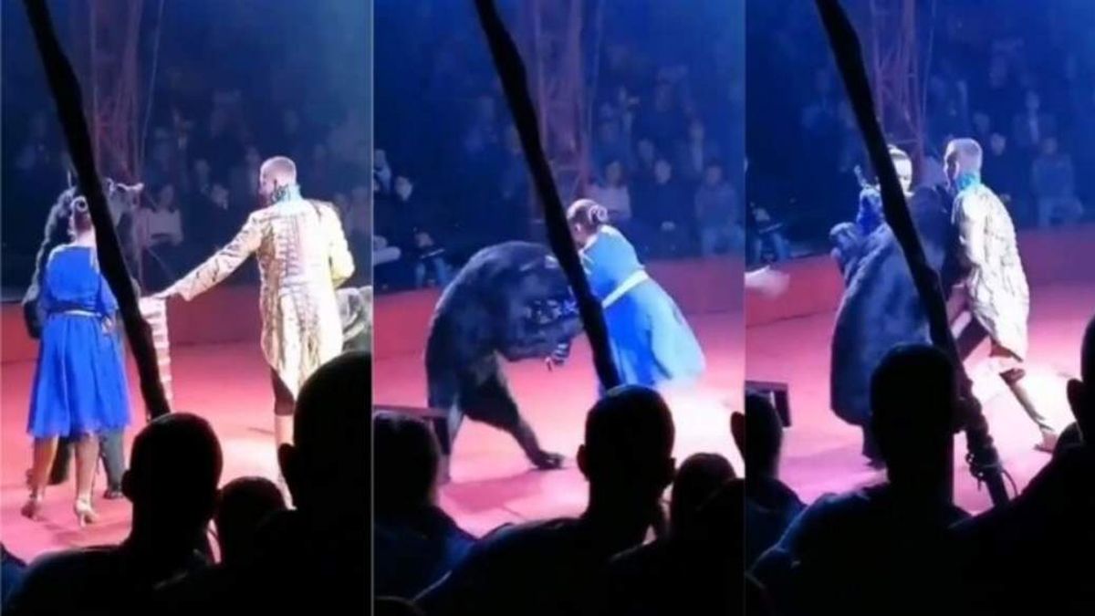 ¡Impactante! Un oso atacó a una mujer embaraza en pleno show
