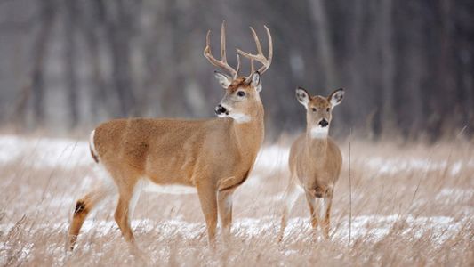 Descubren una nueva variante de Covid en ciervos: estiman que pasó casi un año desapercibida