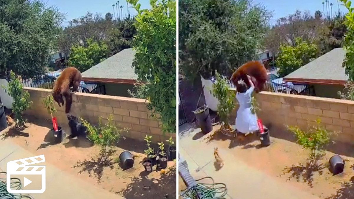Una mujer arriesgó su vida ante un oso para salvar a sus mascotas.