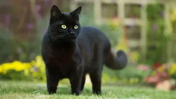 Halloween 2025: fuerte advertencia de proteccionistas para cuidar a dos tipos de gatos
