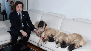 Ley Conan: de qué trata el proyecto inspirado en Javier Milei y su emblemática mascota