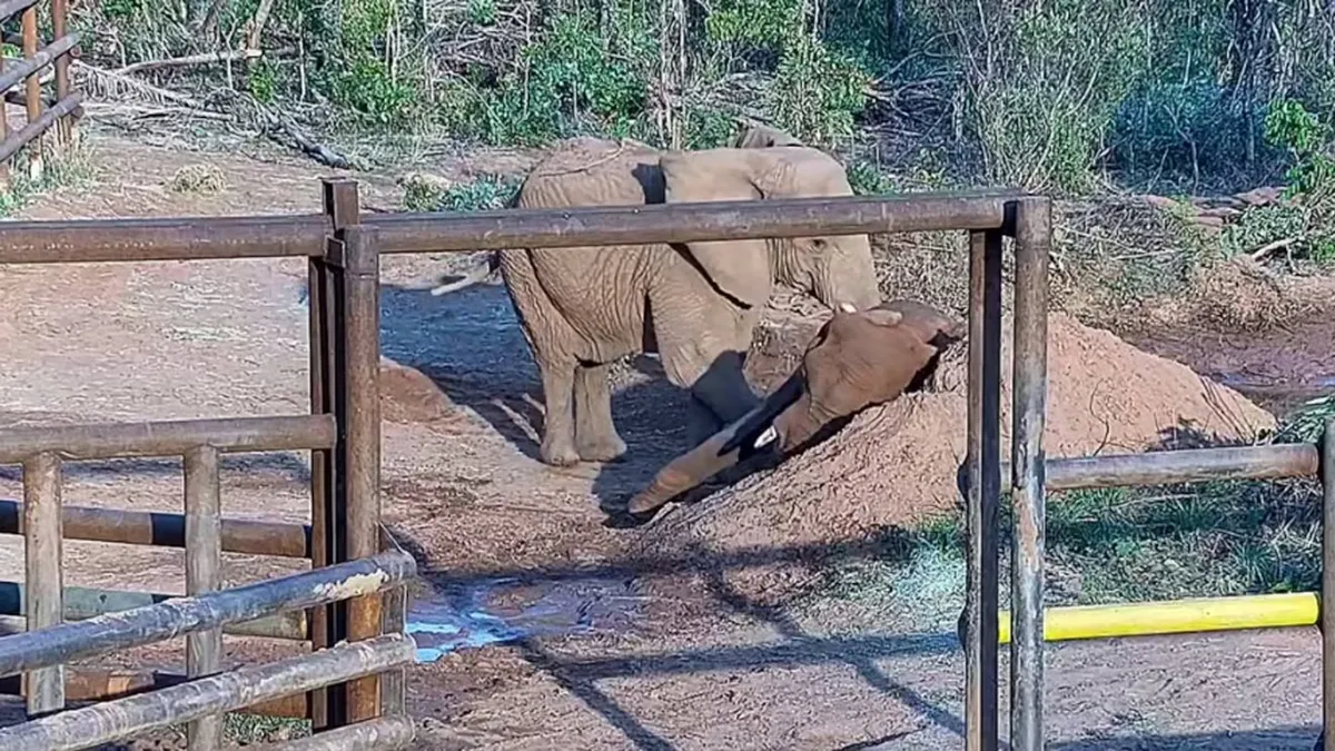 Pupy pas&oacute; sus &uacute;ltimos d&iacute;as junto a Kenya, otra elefanta que tambi&eacute;n fue trasladada del Ecoparque al santuario en julio. (Foto: Instagram/@sanctuary4elephants)&nbsp;