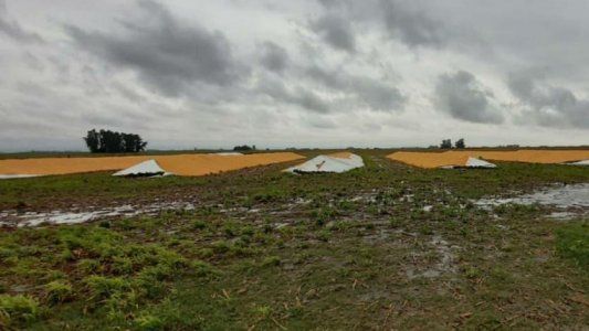 Entidades del agro reclaman mayor seguridad, tras los ataques a silobolsas