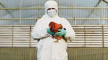 Gripe aviar H3N8 en China: ¿qué se sabe hasta el momento y cómo podría impactar en la humanidad un virus de este tipo?
