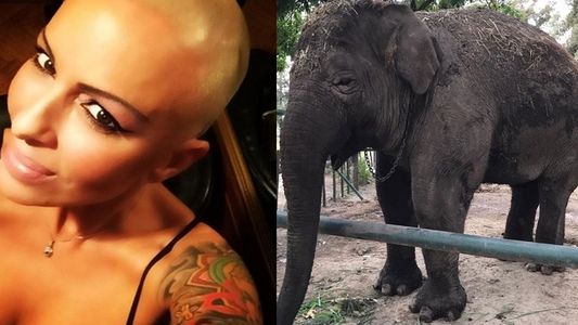La cruzada de Daniela Cardone para rescatar a la elefanta del zoológico de Luján