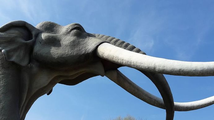 Un grupo de científicos obtuvo la financiación suficiente para resucitar al mamut