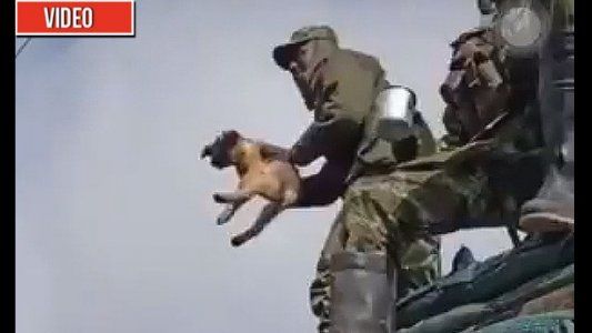 Video: militares mataron a un perrito por diversión