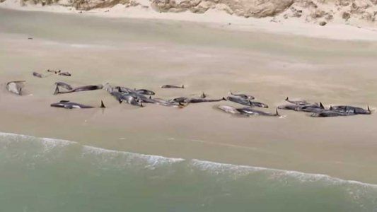 Cementerio de ballenas: 145 murieron en la cosa de una isla en Nueva Zelanda