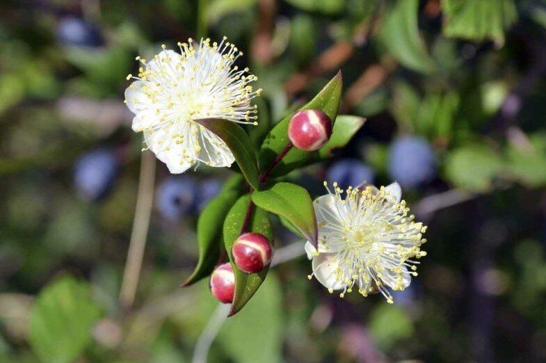 Plantas de la Patagonia: las 5 especies destacadas