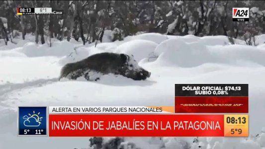 Alerta por la invasión de jabalíes en los Parques Nacionales en la Patagonia
