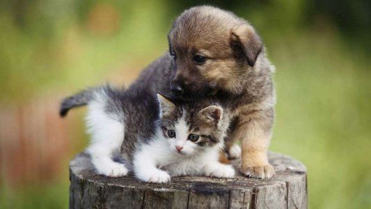 Día del animal: ¿cuándo es el día del animal?