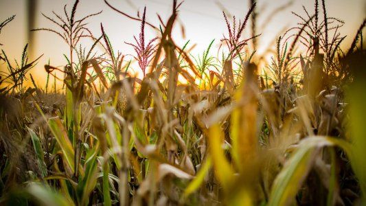 Mal pronóstico para la campaña agrícola: se espera que la Niña pase de moderada a intensa