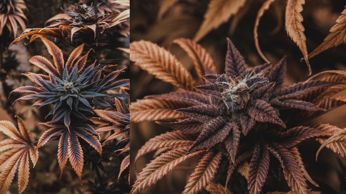 Plantas del “Proyecto Cultivo Vegano de cannabis” y el impacto en la pigmentación por el uso de antocianinas (Foto: Pablo Agullo Estudio Melo).