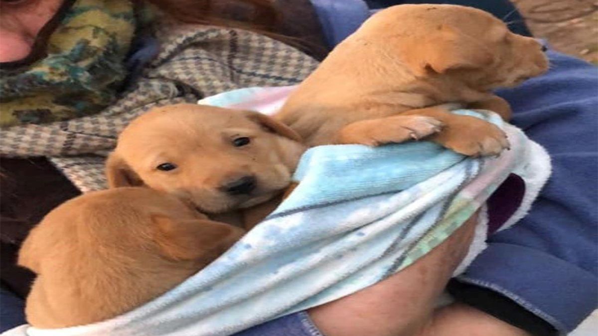 Bomberos rescataron a una perra y sus seis cachorros que estaban atrapados en una cañería