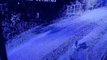 puma suelto en pilar: todo lo que se sabe hasta ahora y la grave advertencia de la policia