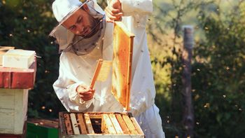 Miel: cuando la unión ayuda a exportar