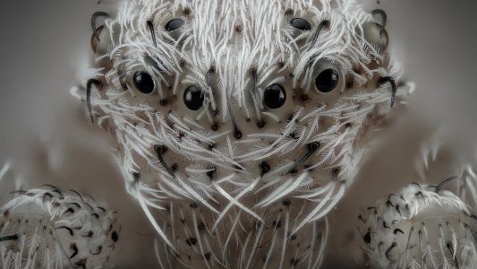 Las 20 mejores imágenes del mundo microscópico