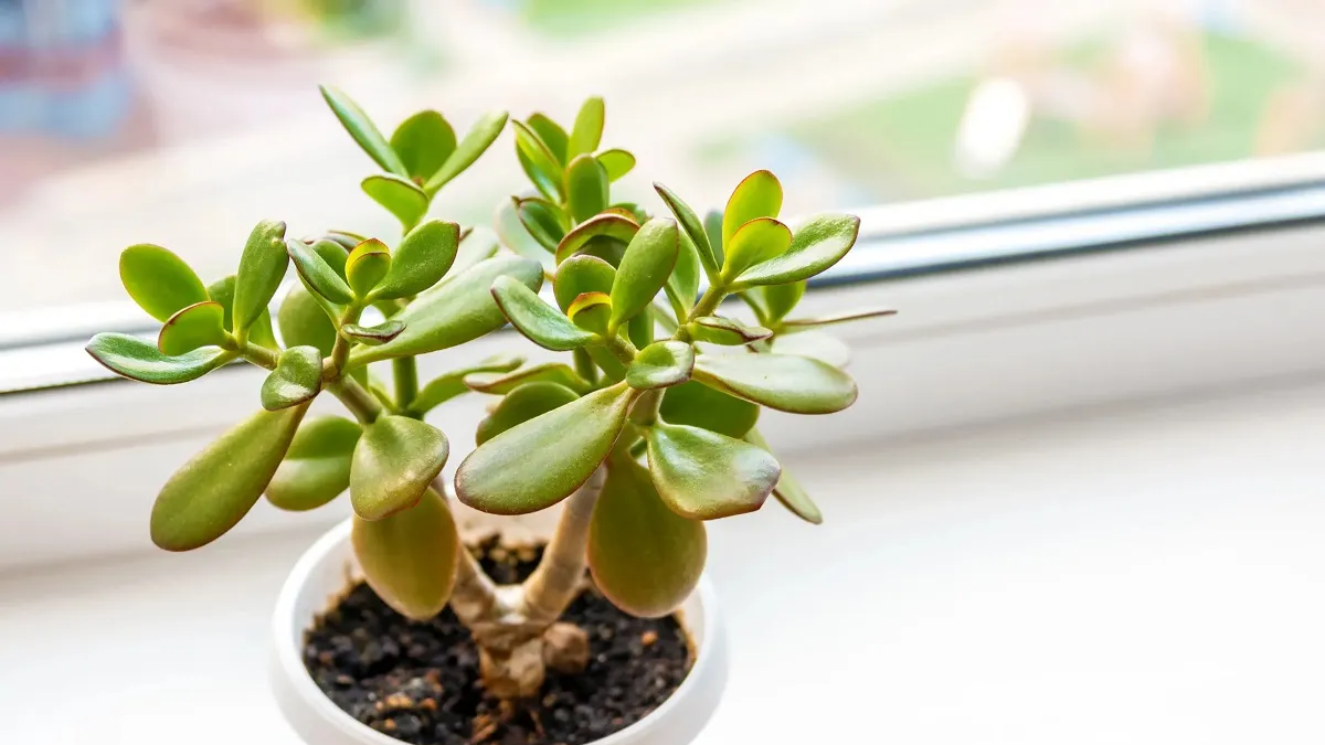 SIGNIFICADO: colocar ajo debajo del &aacute;rbol de Jade