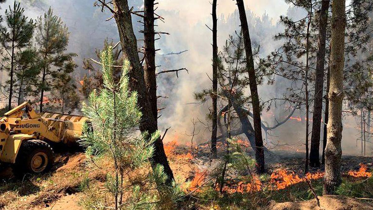 Un feroz incendio afecta 30 hectáreas del bosque de Pinamar.
