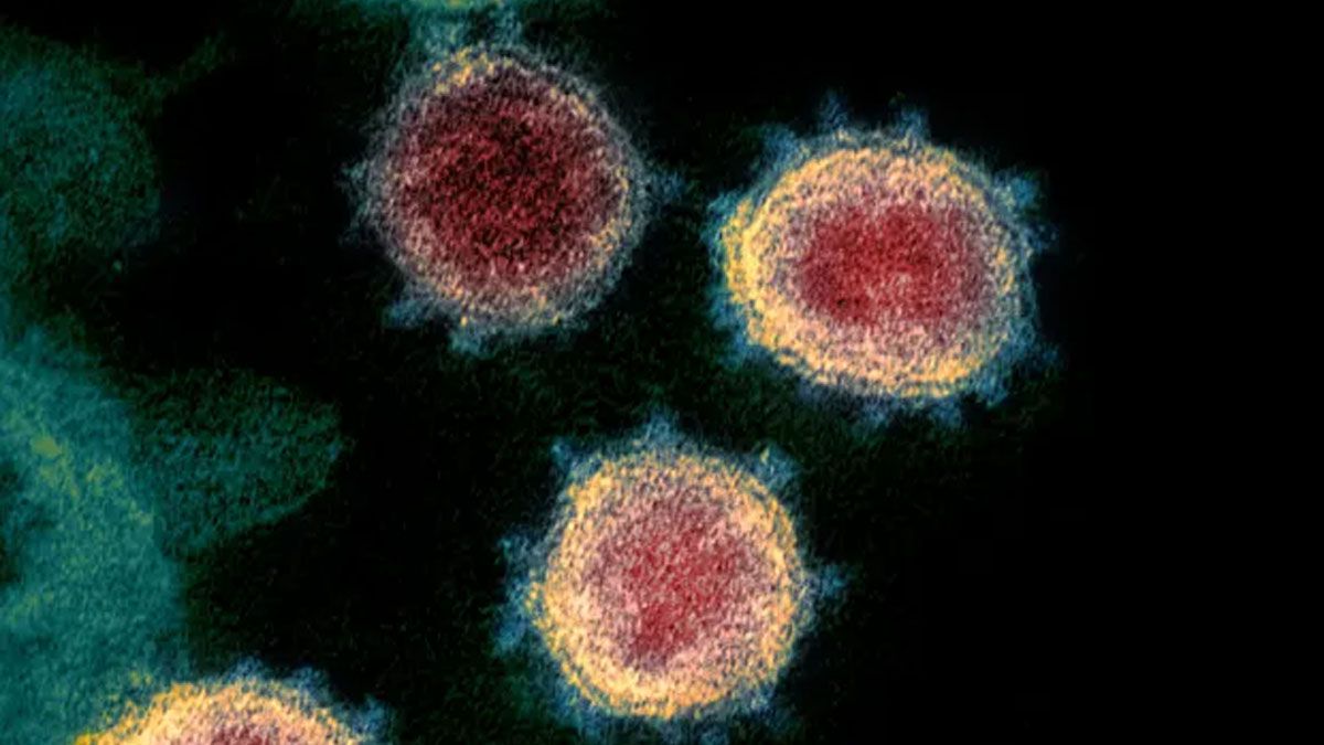 Científicos británicos creen haber hallado el camino para una vacuna universal contra el coronavirus. (Foto: gentileza The Guardian).