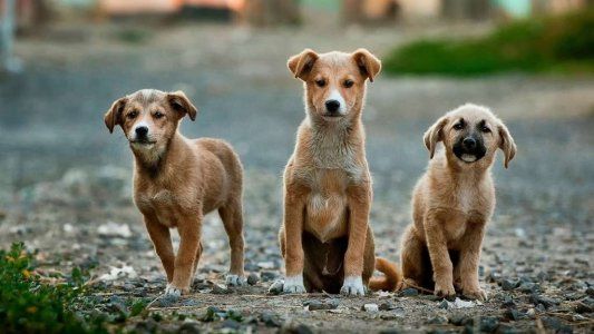 Dieron marcha atrás con la eutanasia para perros y gatos callejeros