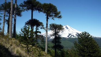 Plantas en peligro de extinción: más de 10 especies