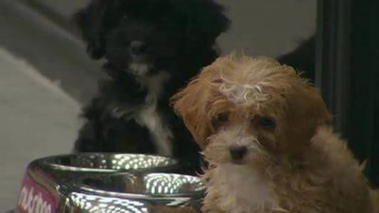 Se supo qué pasó con Caramelo, el perrito de Gran Hermano 2022, que casi se ahoga en la pileta