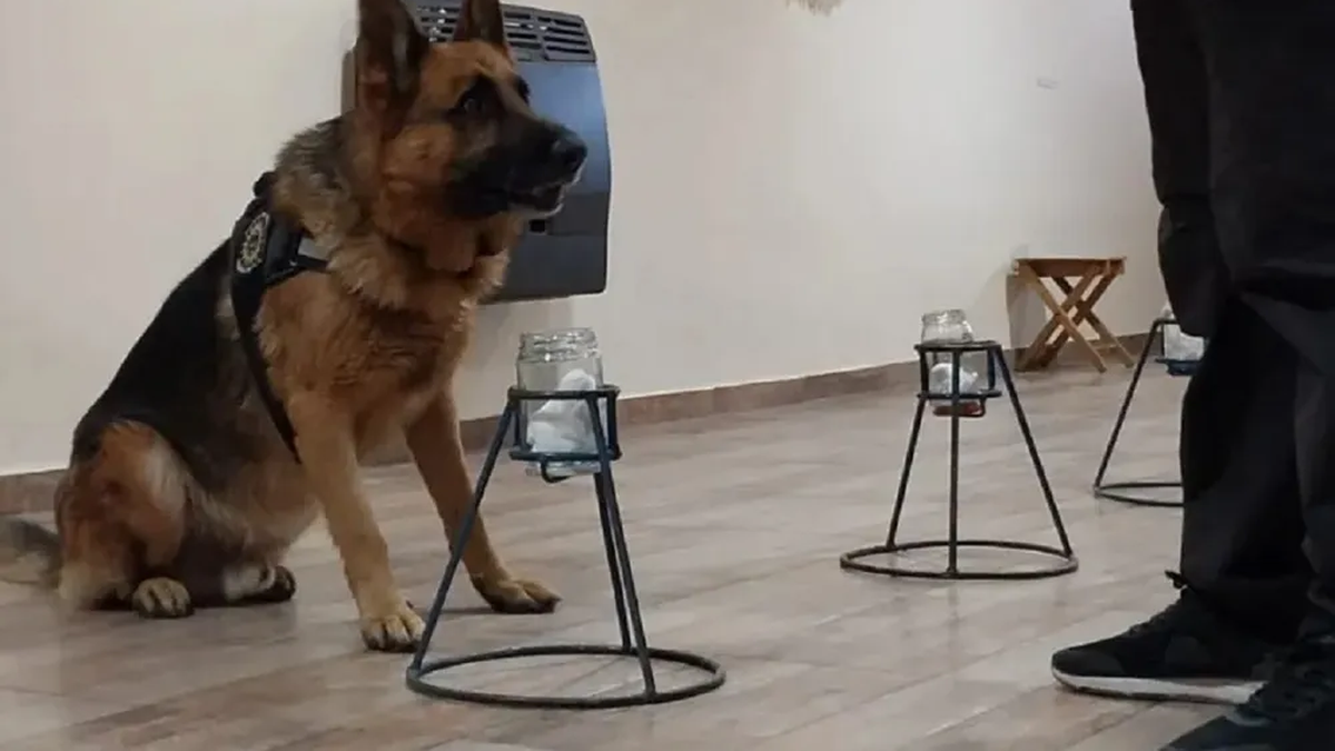 El Gobierno aprobó un nuevo protocolo: así será la identificación de personas mediante rastros de olor