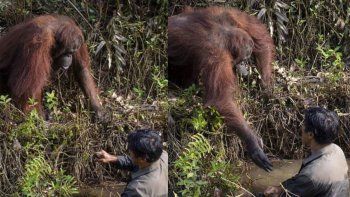 Conmovedor gesto: un orangután intentó ayudar a un hombre pensando que estaba atrapado