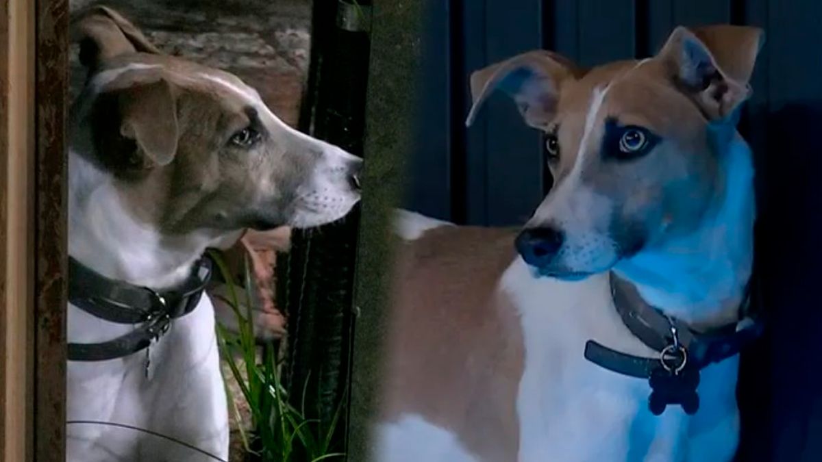 La famosa que se anotó para adoptar a Arturo, la mascota de Gran Hermano