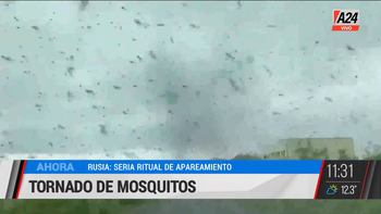 Impresionante: se formaron tornados de mosquitos en Rusia. (Captura de Tv) Impresionante: se formaron tornados de mosquitos en Rusia. (Captura de Tv)