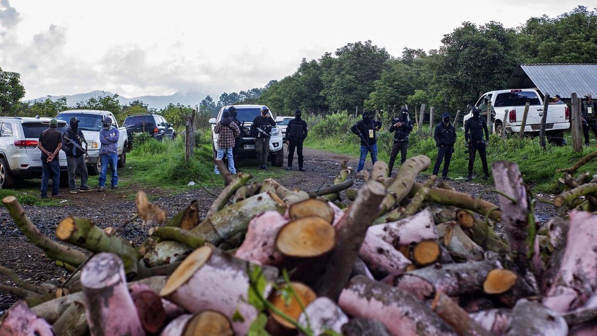 Los productores rurales se arman para resistir a los narcotraficantes que quieren dominar la exportación de paltas en México ( Foto: gentileza the Guardian)