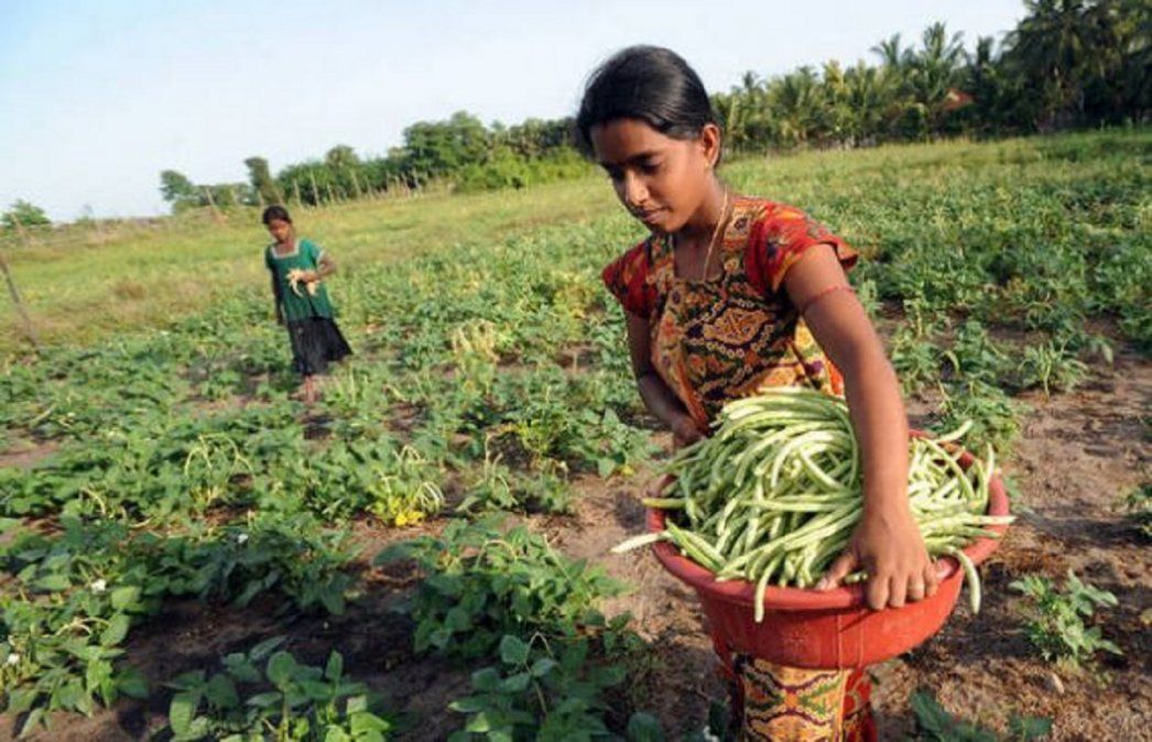 Agricultoras en una pequeña propiedad en Sri Lanka. Aunque solo producen 35 por ciento de los alimentos
