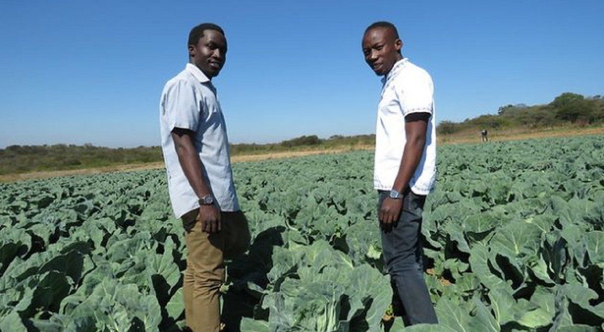 Dos jóvenes hermanos dedicados a la agricultura en Zimbabwe promueven una agricultura tecnificada y amigable con el ambiente
