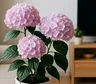 Feng Shui: cuál es la planta que conviene evitar dentro de casa
