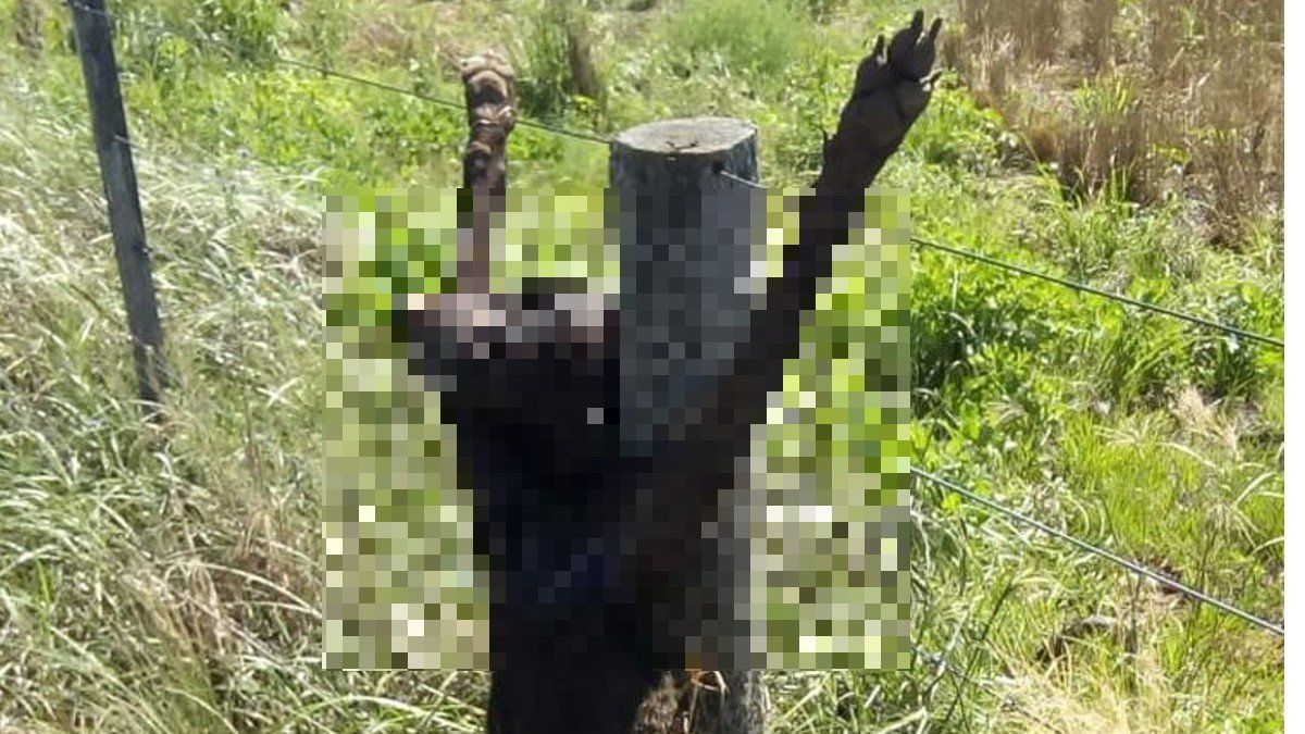 El aberrante caso de maltrato animal ocurrió en San Luis