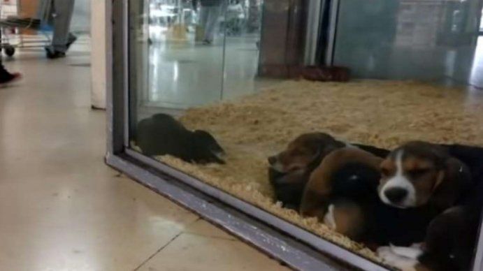 Adiós a las mascotas en vidrieras: ya no se podrán mostrar animales en venta