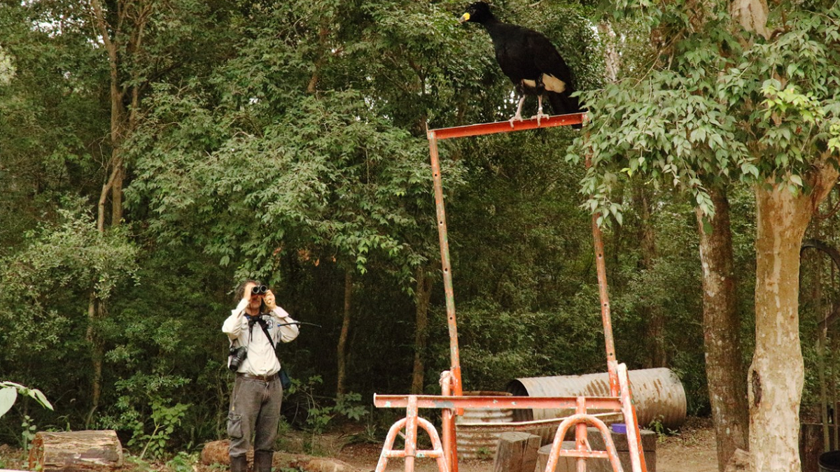 En el Complejo Ecológico Sáenz Peña, el lugar de donde llegar las aves hasta el Parque Nacional, las entrenaron para defenderse de los predadores y alimentarse de frutos del bosque para luego reintroducirlas. 