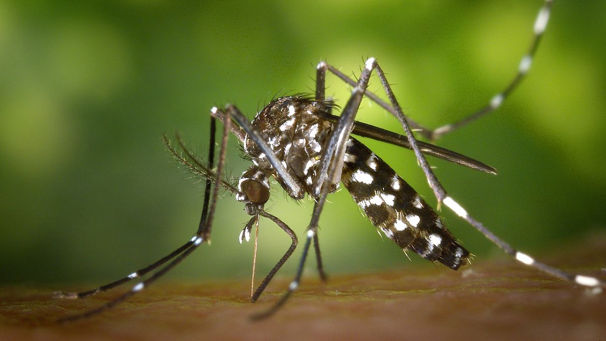 El dengue es una enfermedad viral transmitida por la picadura del mosquito Aedes aegypti (Foto: AP).